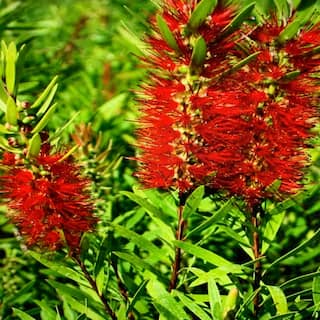 OnlinePlantCenter 3 Gal. Little John Dwarf Bottlebrush Shrub With Red Flowers C5503G3