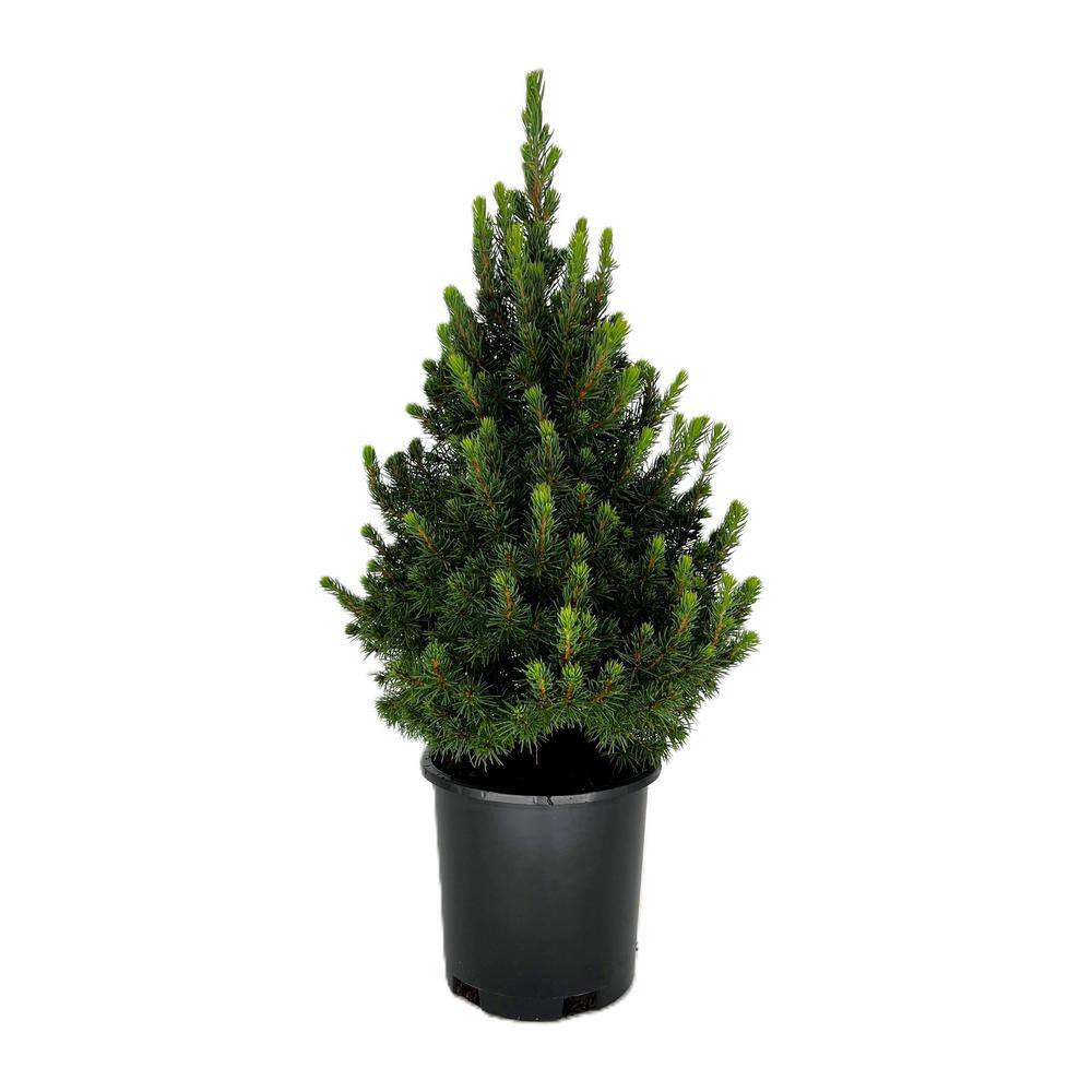 2.5 qt. Dwarf Alberta Spruce Live Evergreen Tree 585001