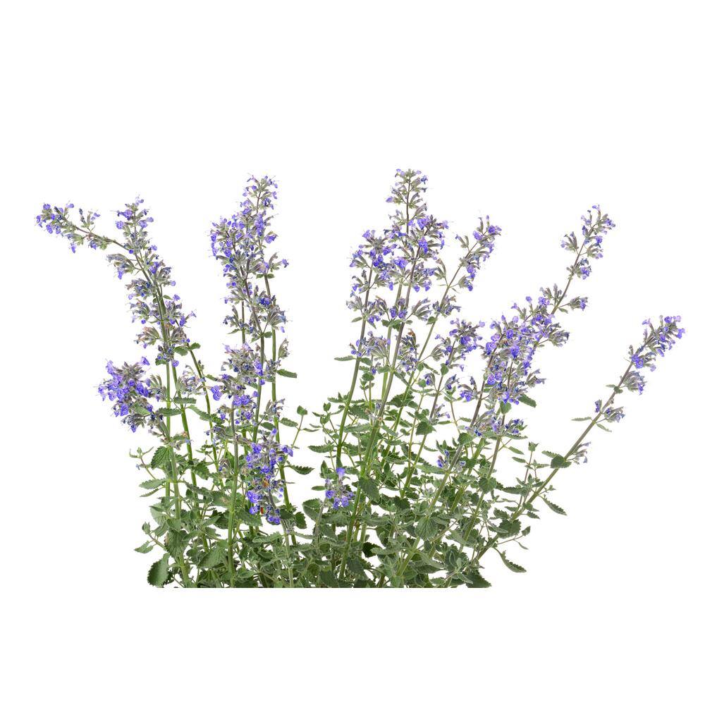 BELL NURSERY 3 Gal. Purrsian Blue Nepeta Live Perennial Plant (1-Pack) NEPET3PUR1PK