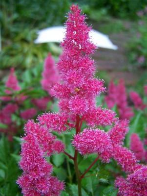 Classy Groundcovers - Astilbe Perennial Plant Mix: 25 Pink， 25 Red， 25 White Astilbe japonica Mix (25 of each)