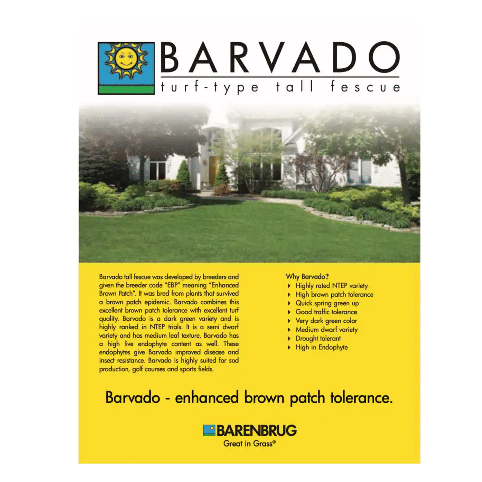 Barenbrug 50 lb. Barvado Tall Fescue Grass Seed