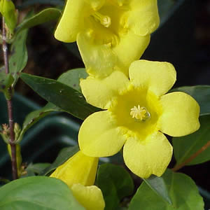 Carolina Jasmine 'Gelsemium Sempervirens