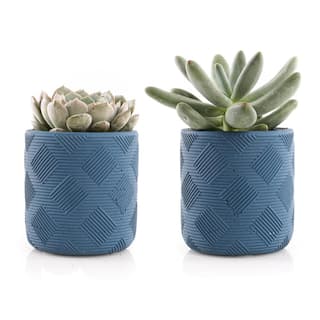 2.5 in. Assorted Succulent Set in Blue Weave Pot (2-Pack) SUCCLYAS325SBW