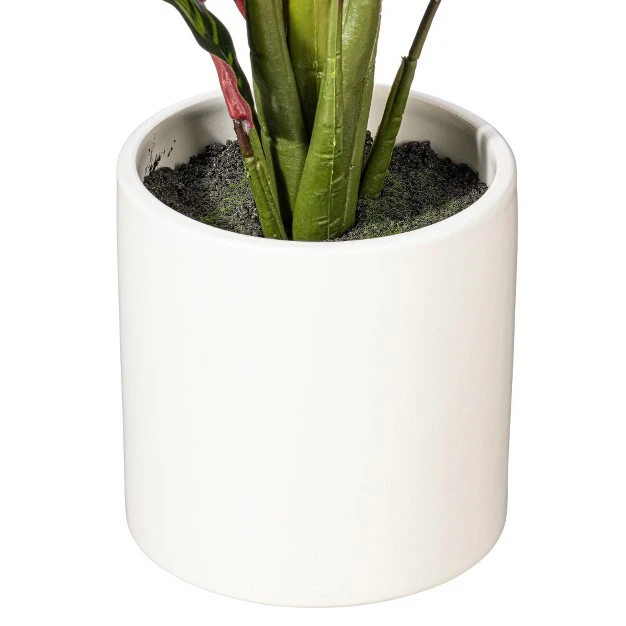 Rattlesnake Calathea Lancifolia In White Ceramic Pot.