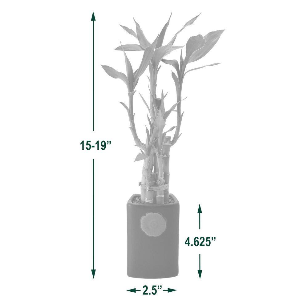 Arcadia Garden Products 2-12 in. 5-Stem Lucky Bamboo Contour II White Ceramic Planter LV27