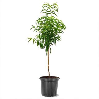 5 Gal. Sentinel Peach Tree PCHSEN05G