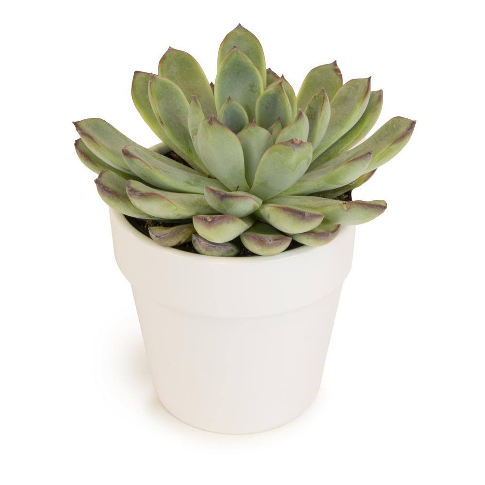 ALTMAN PLANTS 9 cm Succulent in White Glazed Clay Pot 0872542