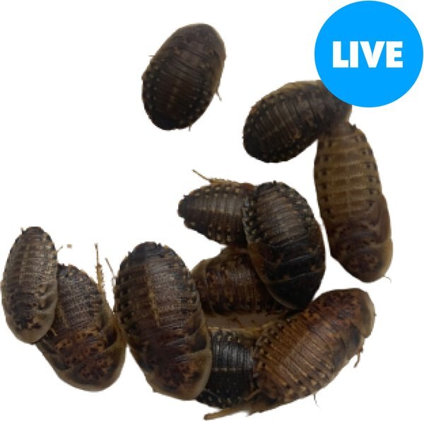 ABDragons X-Large Dubia Roaches Small Pet and Reptile Food