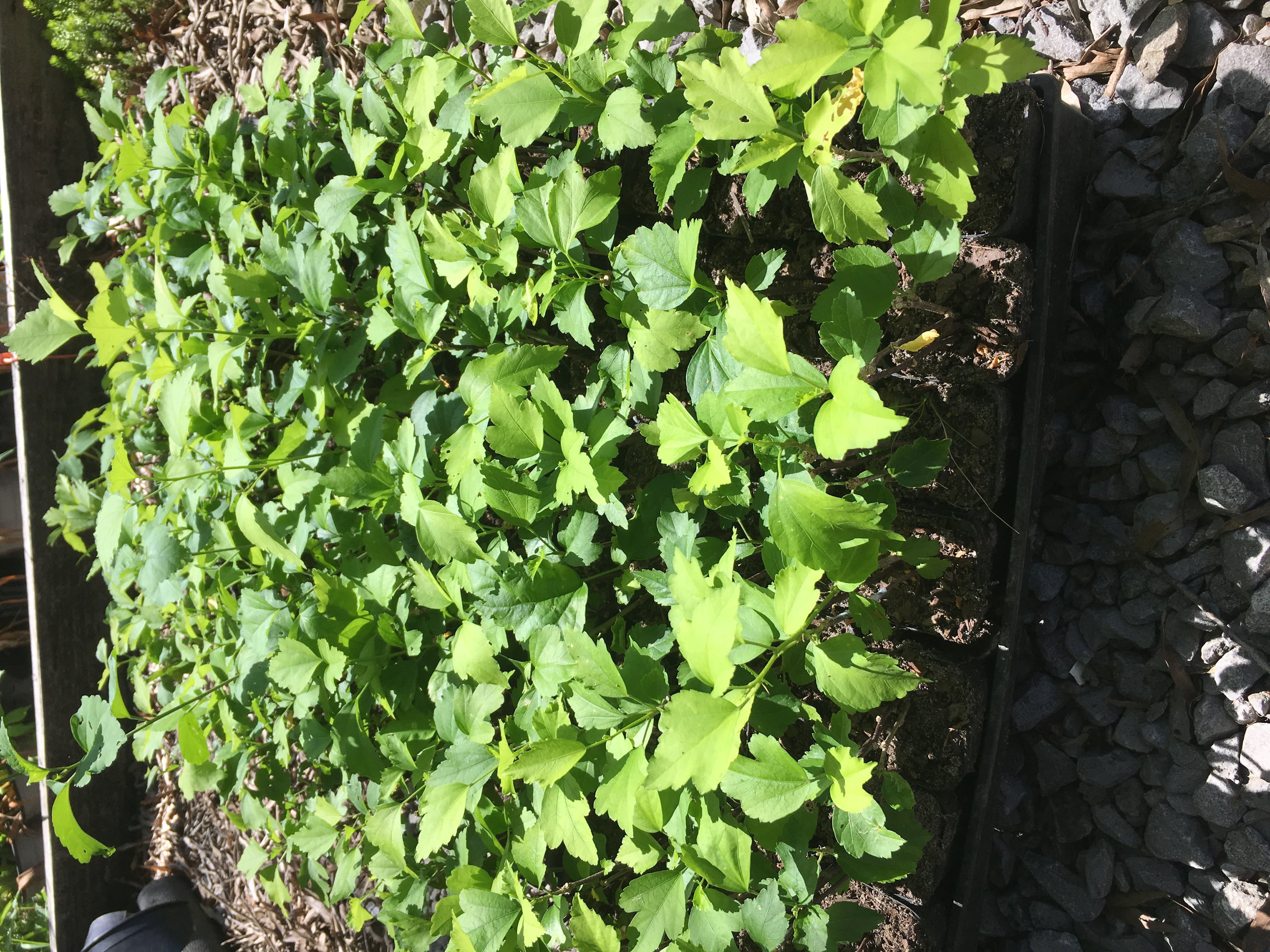 Rose of Sharon Mix， 3 separate plants in 2.25 inch pots.