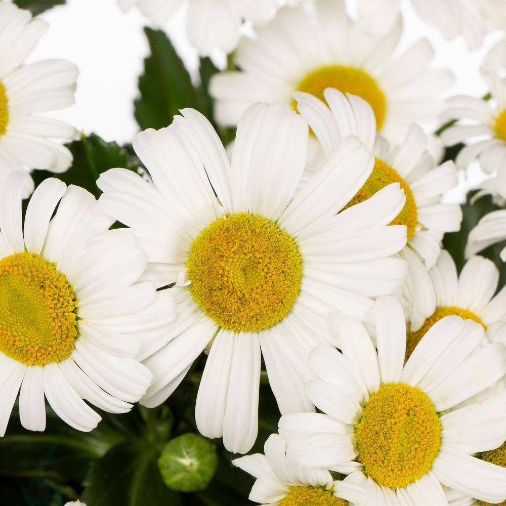 METROLINA GREENHOUSES 2.5 qt. Leucanthemum White Mountain Perennial Plant 54442