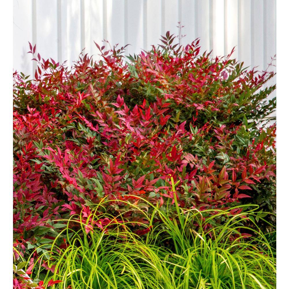 SOUTHERN LIVING 1.5 Gal. Obsession Nandina Live Evergreen Shrub Brilliant-Red New Foliage 43142