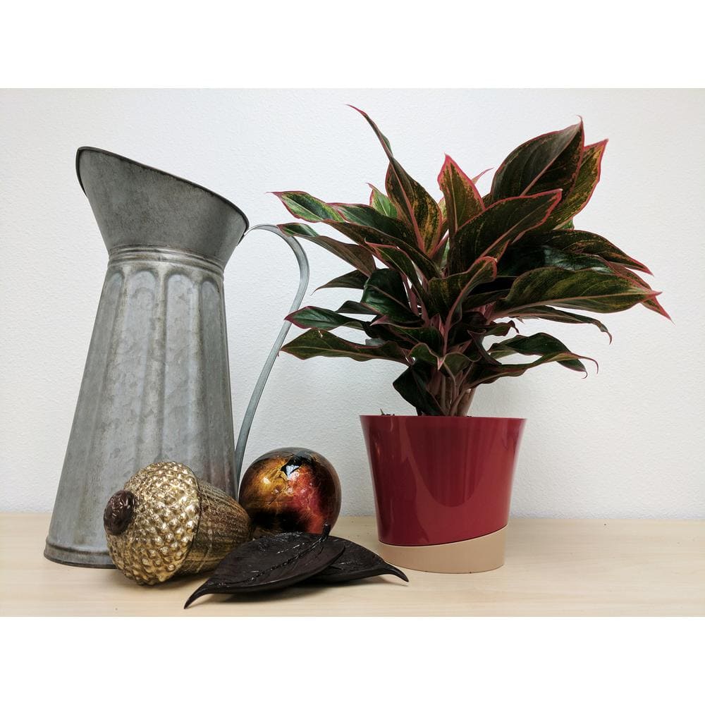 Costa Farms Aglaonema Creta Indoor Plant in 6 in. Grower Pot Avg. Shipping Height 1-2 ft. Tall 6AGCRETA