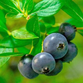 SOUTHERN LIVING 2 Gal. Hello Darlin Blueberry Plant 17203