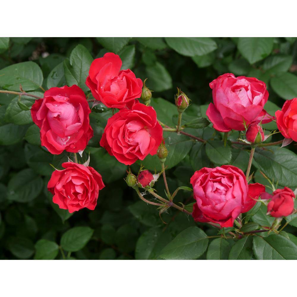 PROVEN WINNERS 2 Gal. Oso Easy Double Red Rose Plant with Deep Red Flowers 16841