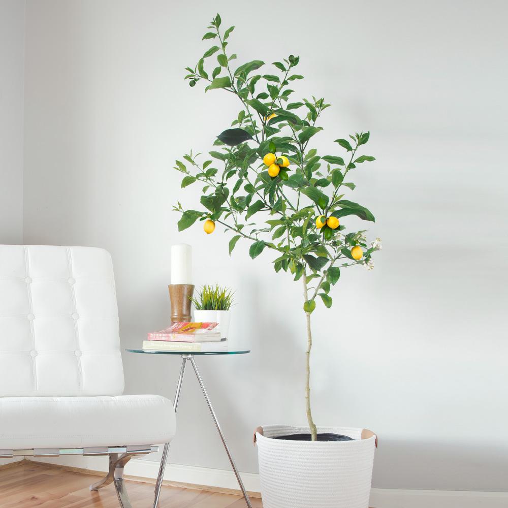 Meyer Lemon Tree