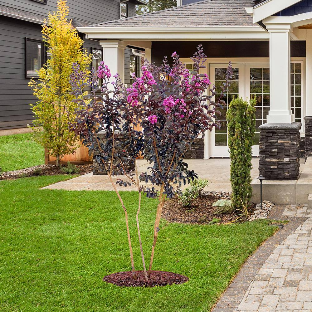 BLACK DIAMOND 3 Gal. Purely Purple Crape Myrtle Tree CRMBPP03G