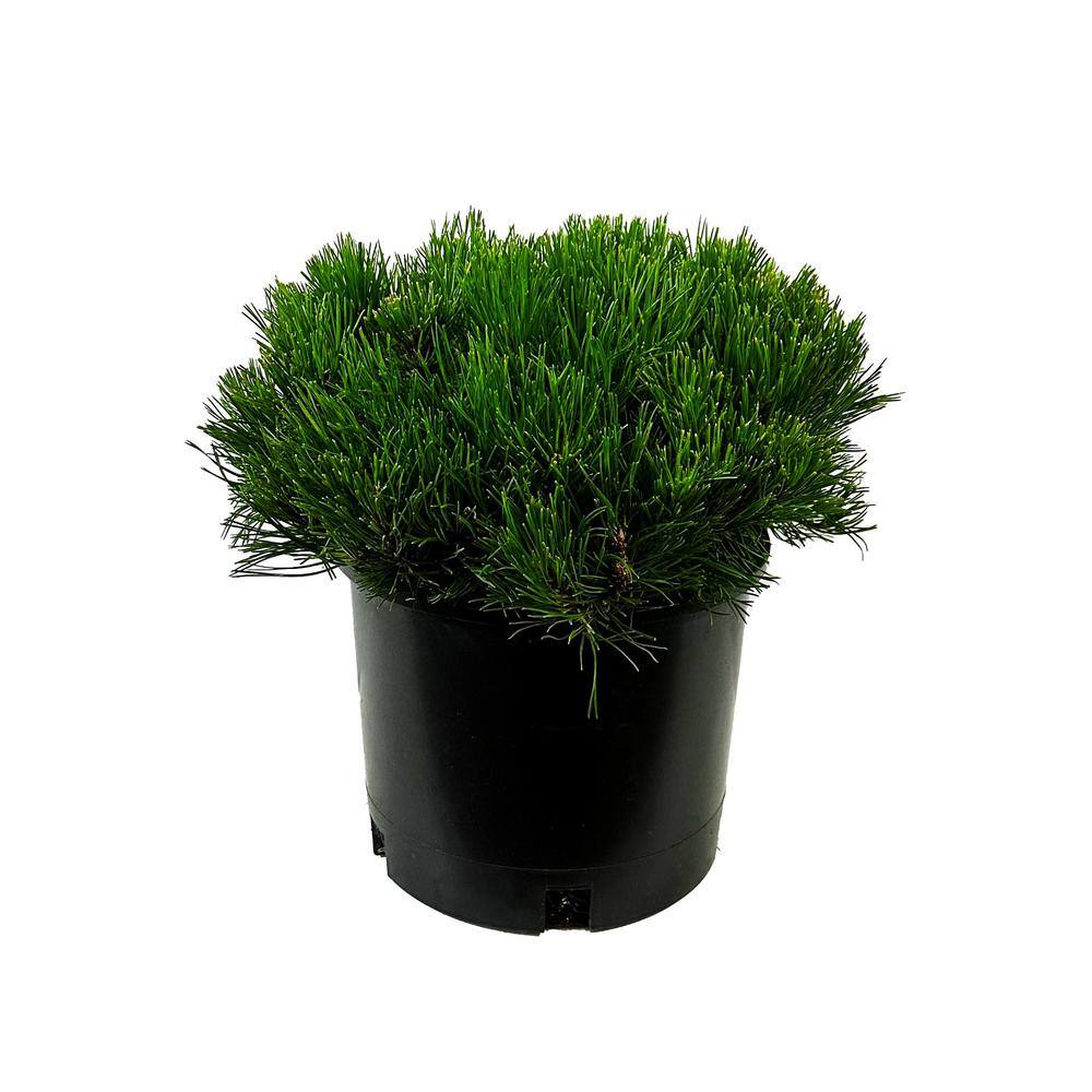 1.5 Gal. Dwarf Mugo Pine Live Shrub with Dark Green Needled Foliage O605002