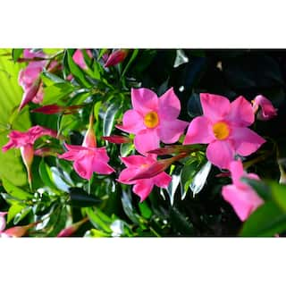 Rio 0.9 Gal. (#9) Patio Pot Dipladenia Flowering Annual Shrub with Pink Blooms 1004124235