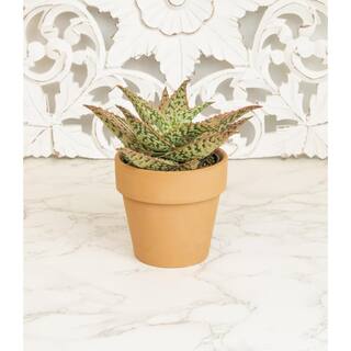 SMART PLANET 9cm Star Aloe TM In Terra Cotta Clay Pot 0872528