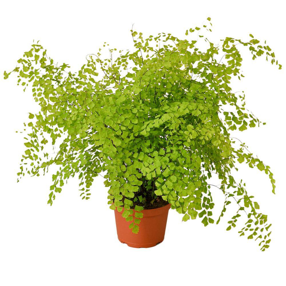 Maidenhair Fern (Adiantum) Plant in 6 in. Grower Pot 6_FERN_MAIDENHAIR