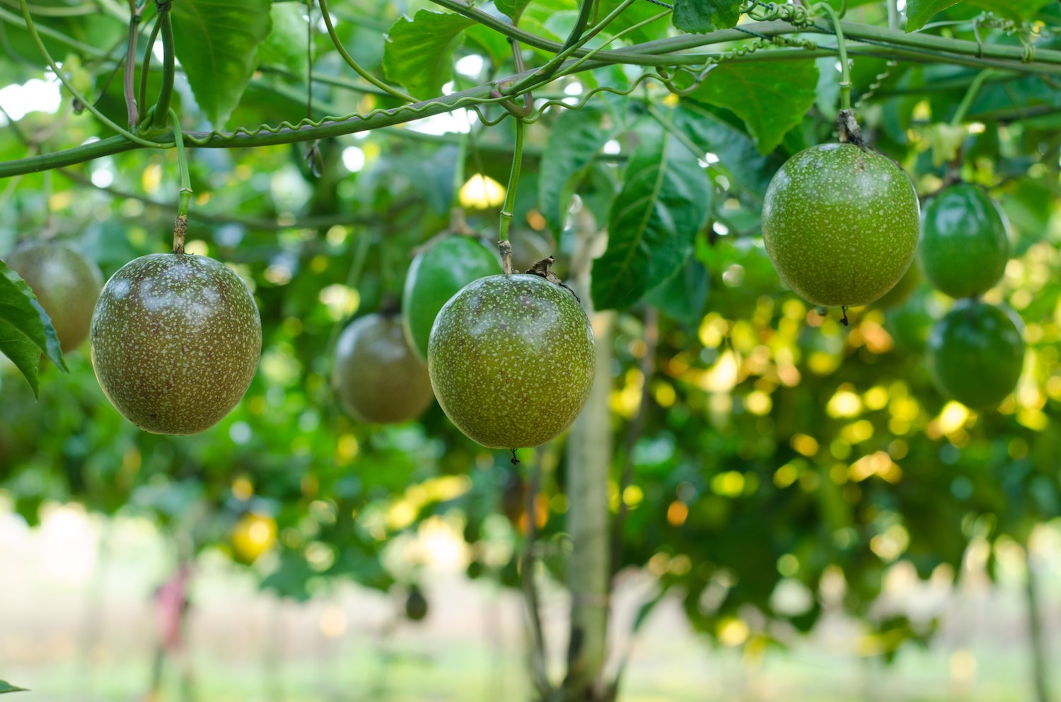 Passion Fruit Plant - Live Plants in a 6 inch Growers Pot - Edible Fruit Bearing Vine for The Patio and Garden