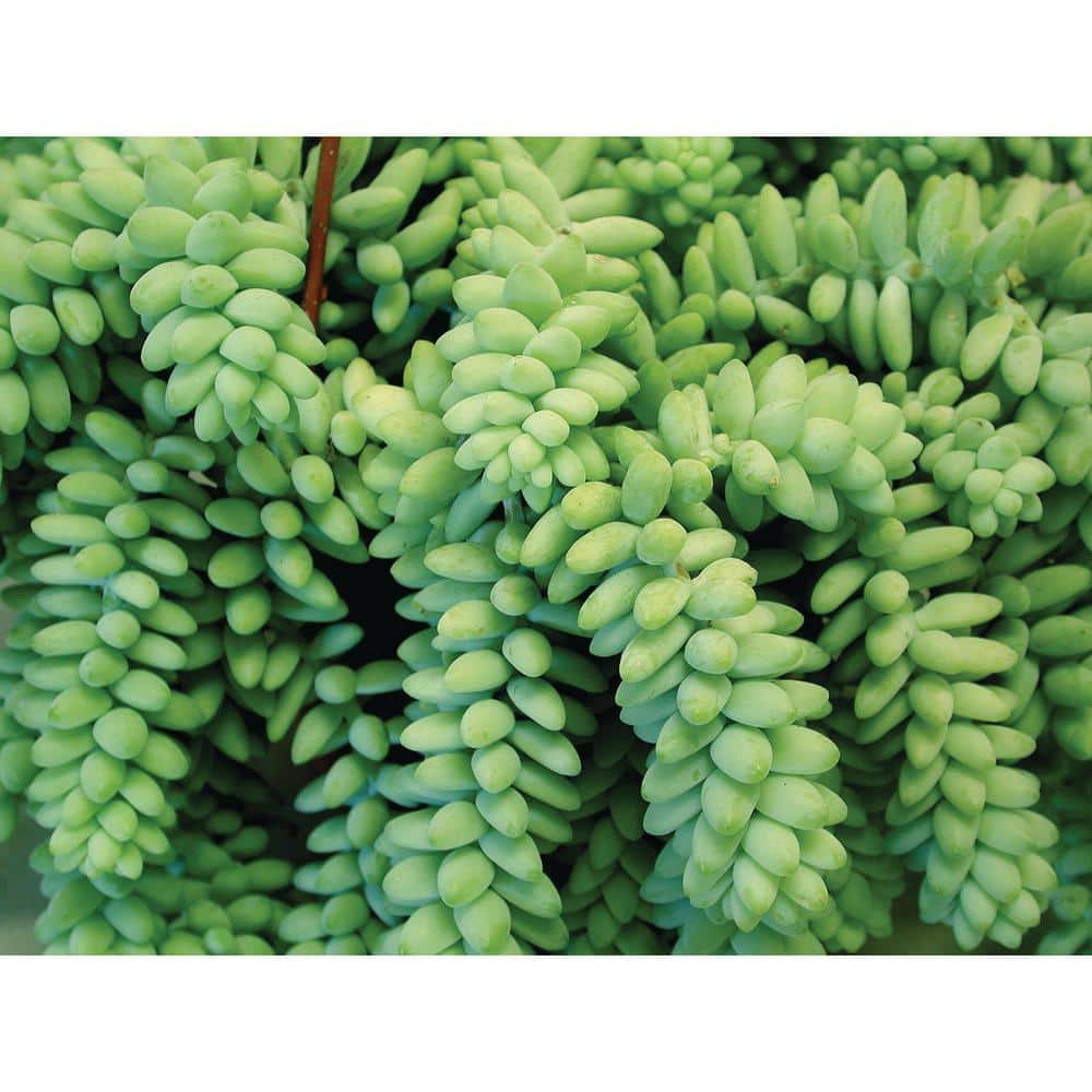 SMART PLANET 6 in. Sedum Burrito Hanging Basket Plant 0880063