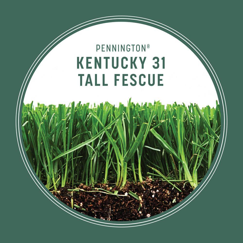 Pennington 3 lbs. KY 31 Fescue Grass Seed 100516048