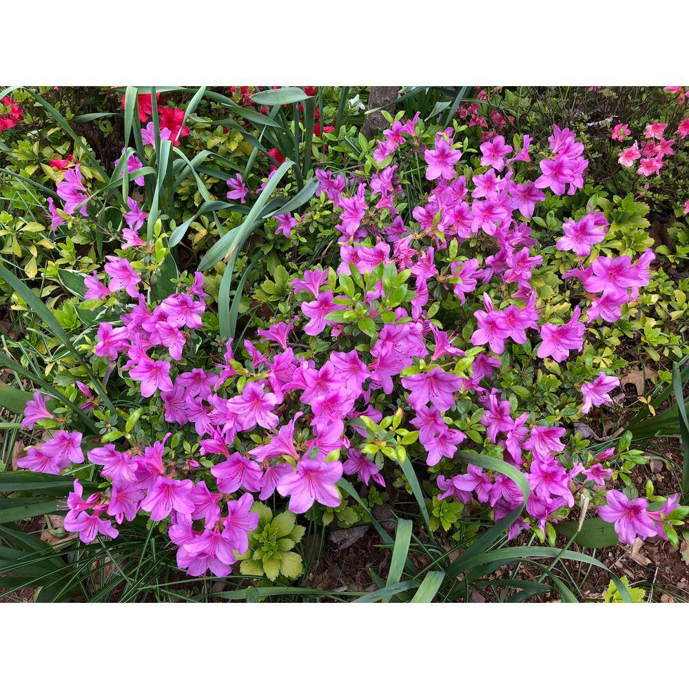 BELL NURSERY 1 Gal. Violetta Azalea Live Flowering Evergreen Shrub Purple-Pink Flowers AZLEA2VIO1PK