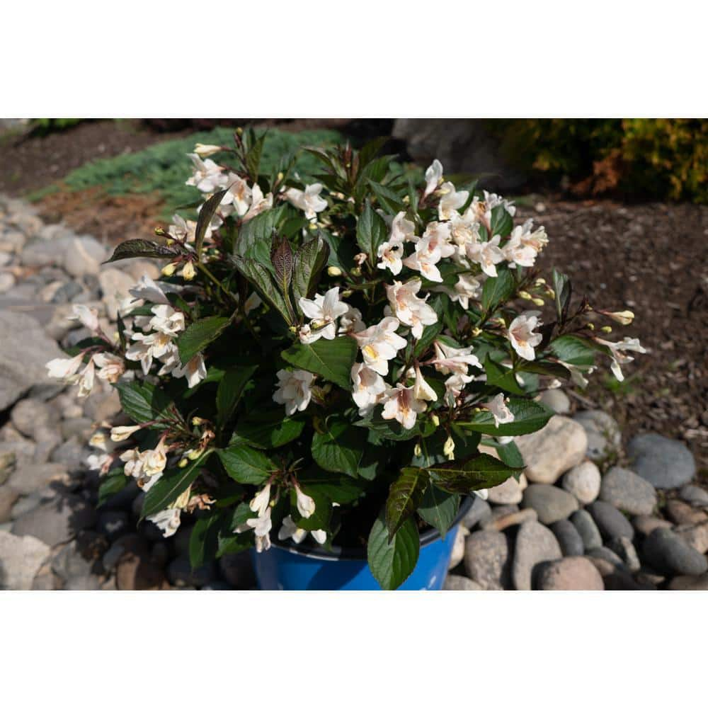 BLOOMIN' EASY 2 Gal. Tuxedo Weigela Live Shrub Pure White Flowers DGWE6095