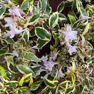 SOUTHERN LIVING 2 Gal. Miss Lemon Abelia Plant with Bright Variegated Yellow Foliage 14401