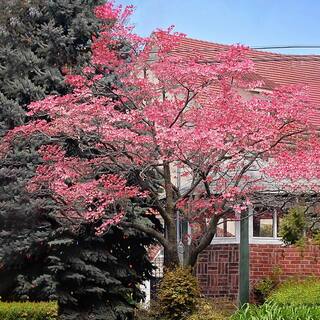 3 Gal. Pink Flowering Deciduous Dogwood Tree DOGPIN03G