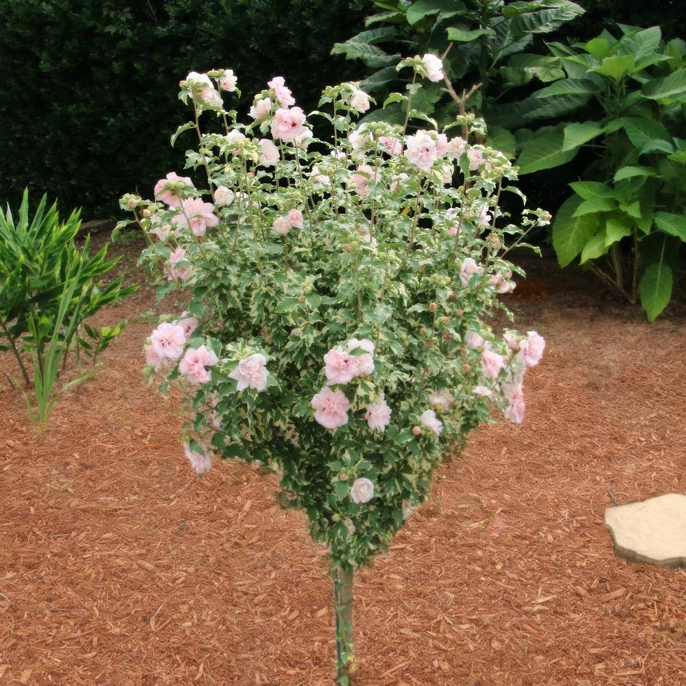 national PLANT NETWORK Hibiscus Sugar Tip Rose of Sharon Tree 1-Piece HD1540