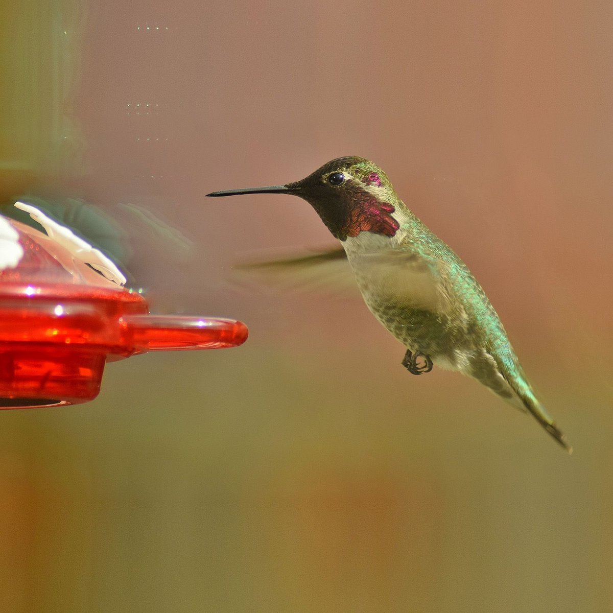 Nature Anywhere Window Hummingbird for Outdoors Bird Feeder