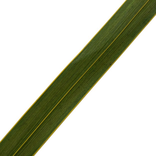 Snake Grass Dried 12 Stems