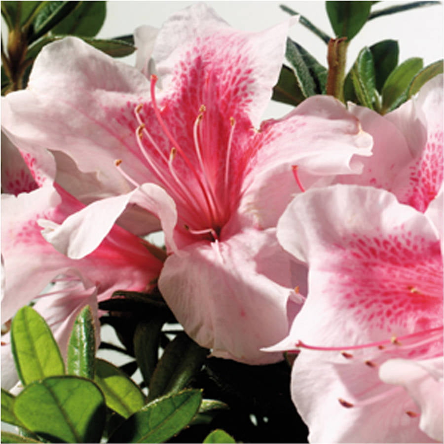 Encore Azalea Autumn Chiffon (2 Gallon) Pink Flowering Shrub - Full Sun Live Outdoor Plant