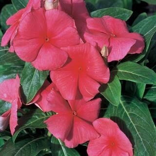 10 in. Red Periwinkle Plant (12-Pack) 6629