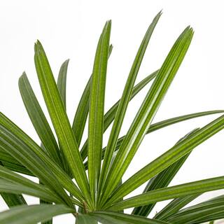 United Nursery Live Broadleaf Lady Palm Rhapis Excelsa in 10 in. Grower Pot LADYPLM10GP