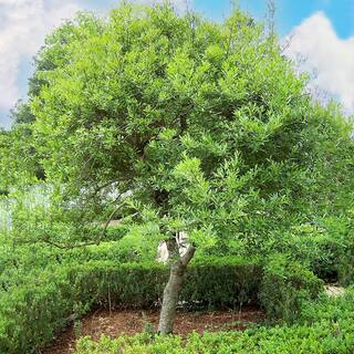 1 Gal. Dahoon Holly Evergreen Tree HOLDAH01G