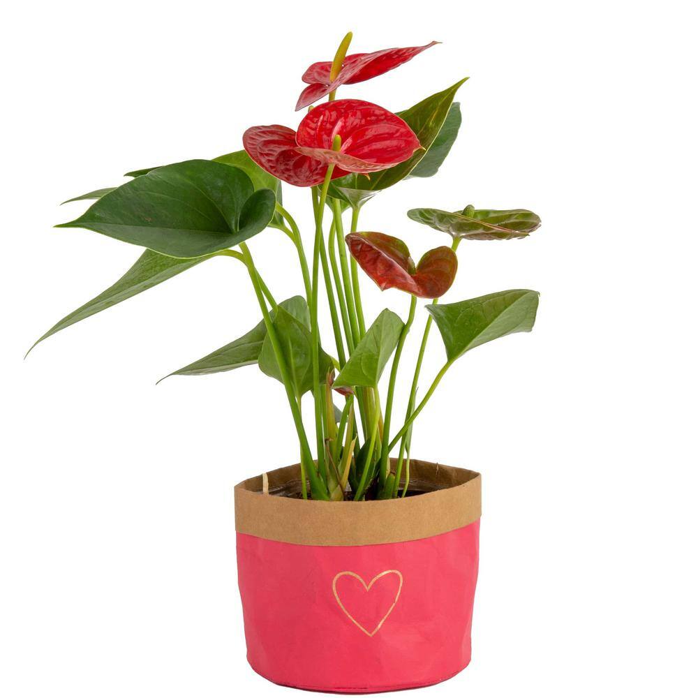 Costa Farms Anthurium Indoor Plant in 4 in. Heart Washable Pot Avg. Shipping Height 1-2 ft. Tall CO.AAD04.WHT