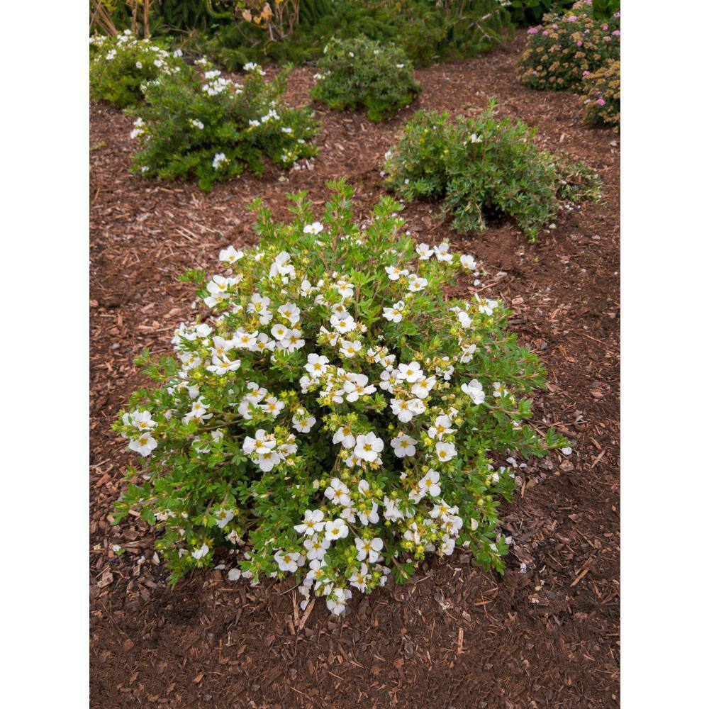 BLOOMIN' EASY 2 Gal. Bella Bianca Potentilla Live Shrub Pure White Flowers DGPE5487