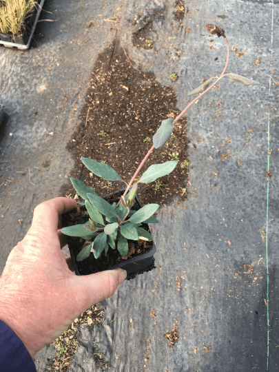 Trumpet Honeysuckle Major Wheeler Lonicera sempervirens in 3.5 inch pot