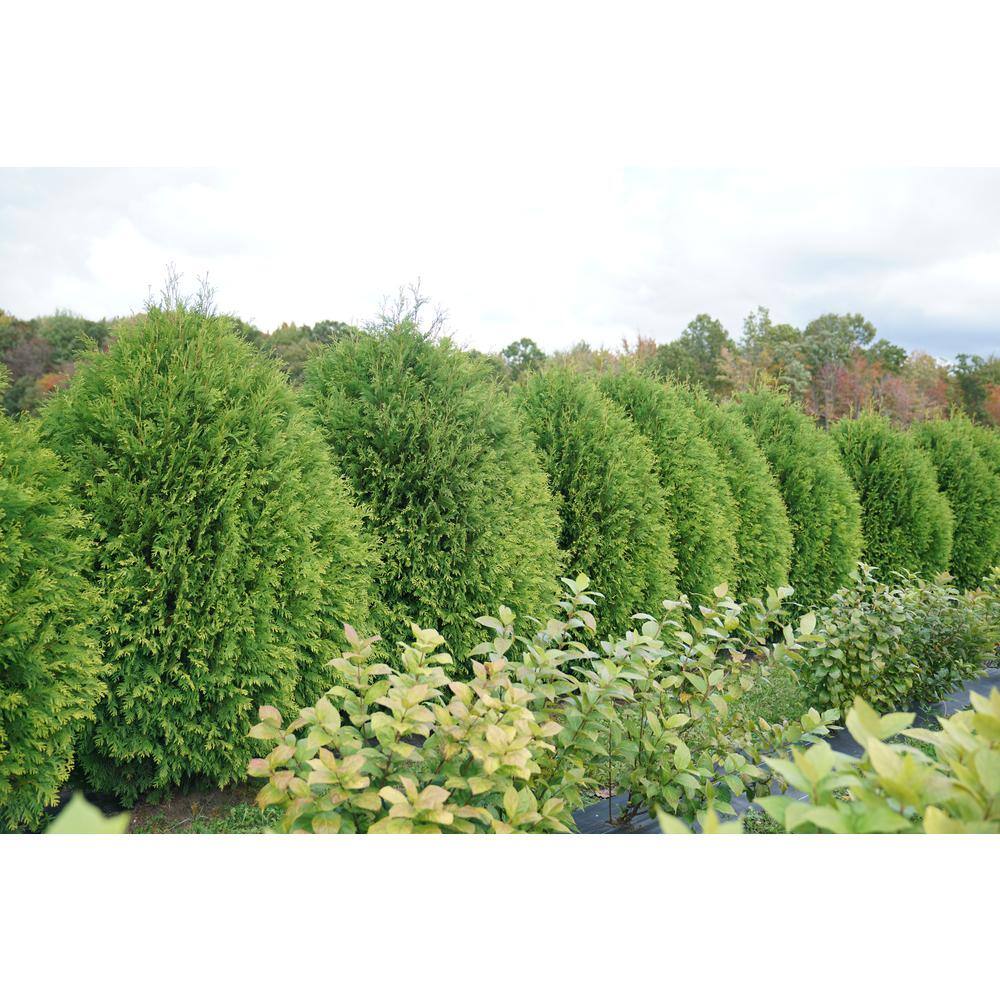 PROVEN WINNERS 1 Gal. Cheer Drops Arborvitae (Thuja) Live Plant Shrub Green Evergreen Foliage THJPRC1076101