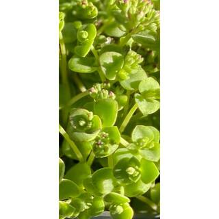 Zeus  Ruta Live Sedum Little Missy in Separate in Pots Pet-Safe (1-Pack) BG-27