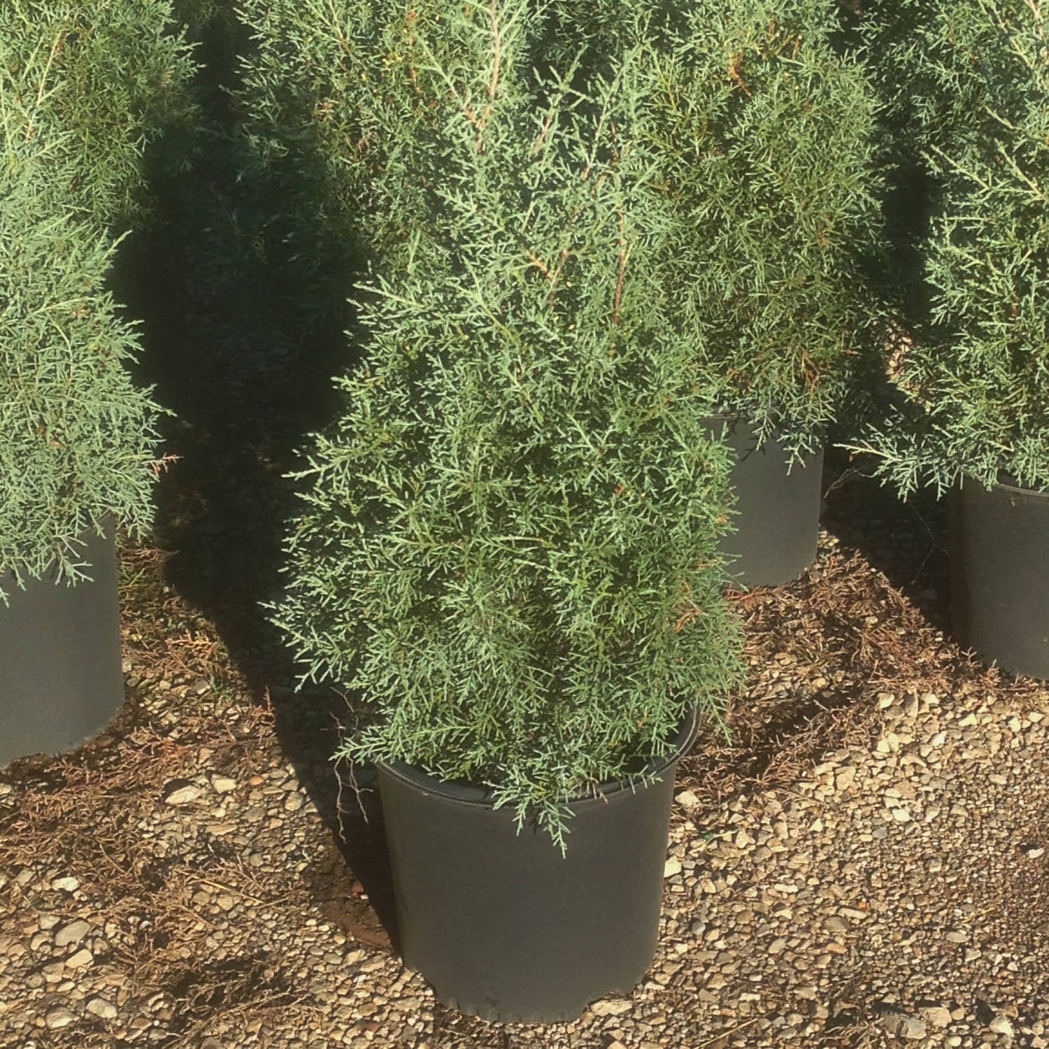 Carolina Sapphire Arizona Cypress (2.5 Gallon) Evergreen Tree with Blue-Grey Foliage - Full Sun Live Outdoor Flowering Plant