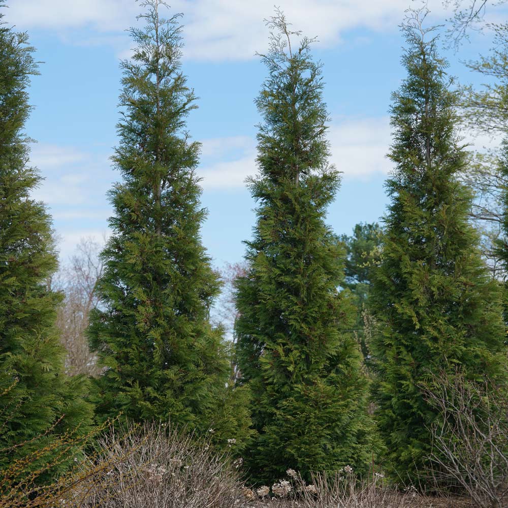 Full Speed A Hedge® American Pillar Arborvitae