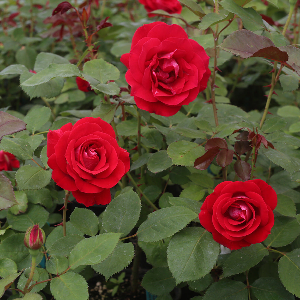 Heirloom Roses Red Rose Bush - The Take It Easy Shrub Plant ， Live Plants For Outdoors ， Own Root Bushes For Planting ， One Gallon Potted Outdoor Flowers