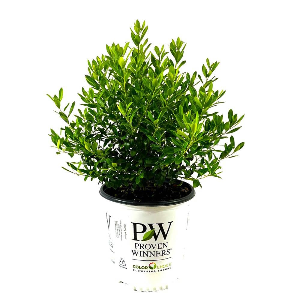 PROVEN WINNERS 2 Gal. Strongbox Inkberry Holly (Ilex) Live Shrub O47132W