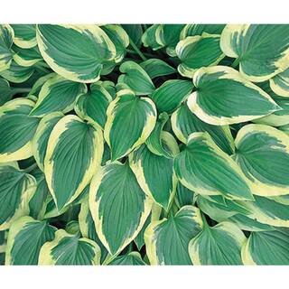 BELL NURSERY 2 Gal. Hosta Variegated Live Perennials Plant (1-Pack) HOSTA2VAR1PK