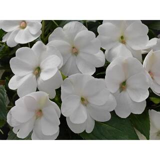 SunPatiens 2 Gal. Compact White SunPatiens Impatiens Outdoor Annual Plant with White Flowers in 12 In. Hanging Basket DC12HBSUNWHI