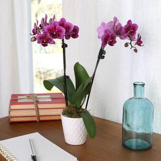 Just Add Ice Orchid (Phalaenopsis) Petite Purple Plant in 3 in. White Ceramic Pottery J5005